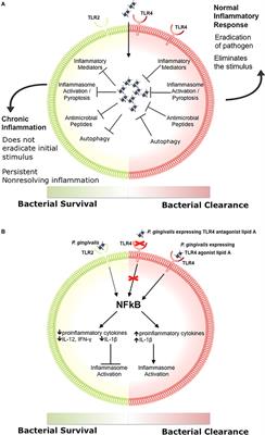 Microbiota, Immune Subversion, and Chronic Inflammation